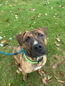 Rescue Mixed Breed Dogs for Adoption in Munster, Indiana - Torta | PetCurious