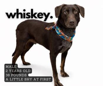 Mixed Breed Dogs Available for Adoption - Whiskey | PetCurious