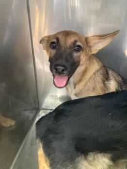 JASMINE -  Mixed Breed Dog for Adoption in Dallas, Texas - JASMINE | PetCurious