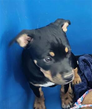 Mixed Breed Dogs Available for Adoption - ECLAIR | PetCurious