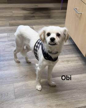 Chihuahua Dogs Available for Adoption - Obi | PetCurious