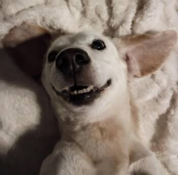 Bangles -  Beagle Dog for Adoption in Germantown, Ohio - Bangles | PetCurious