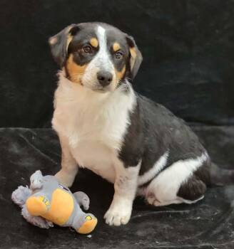 Border Collie Dogs Available for Adoption - Harbor | PetCurious