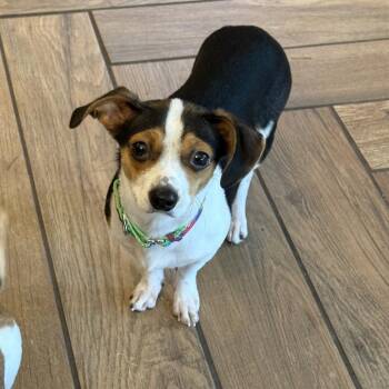 Chihuahua and Mixed Breed Dogs Available for Adoption in Gainesville, Florida - Kanto | PetCurious