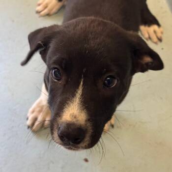 Waylon -  Black Labrador Retriever and Mixed Breed Dog for Adoption in Goleta, California - Waylon | PetCurious