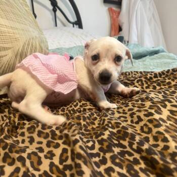Mia -  Jack Russell Terrier Dog for Adoption in West Miami, Florida - Mia | PetCurious