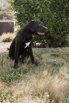 Great Dane and Labrador Retriever Dogs Available for Adoption in Newberg, Oregon - Bo Duke | PetCurious