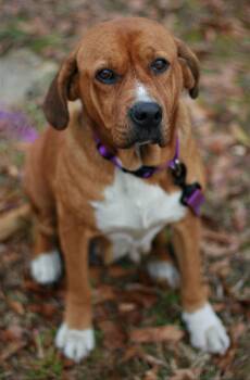Hannah -  Basset Hound and Redbone Coonhound Dog for Adoption in Attalla, Alabama - Hannah | PetCurious