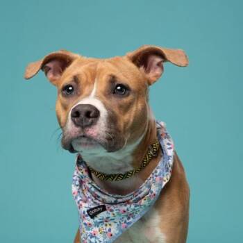 Jenka -  Pit Bull Terrier and Mixed Breed Dog for Adoption in Atlanta, Georgia - Jenka | PetCurious