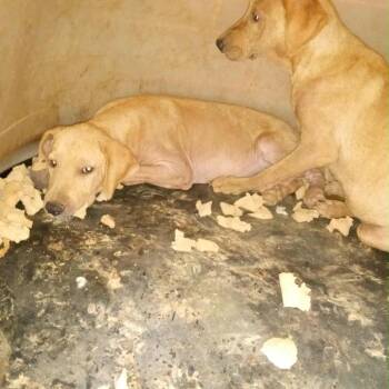 Rescue Hound Dogs for Adoption in Parrish, Alabama - Peter | PetCurious