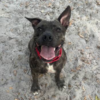 Mixed Breed Dogs Available for Adoption - Twig | PetCurious