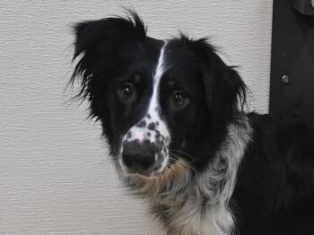 Nogiko -  Australian Shepherd and Border Collie Dog for Adoption in Portland, Oregon - Nogiko | PetCurious
