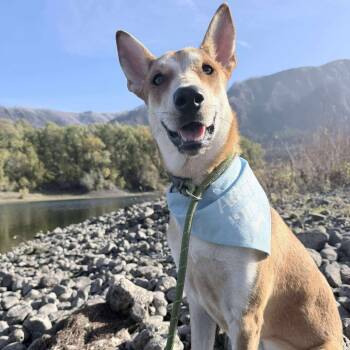 Rescue Mixed Breed Dogs for Adoption in Bend, Oregon - Coyota | PetCurious