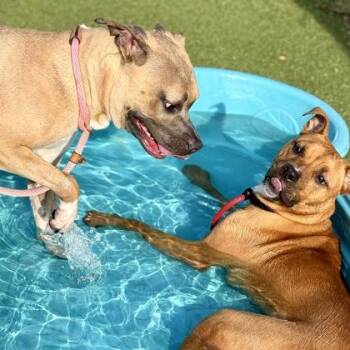 Mixed Breed Dogs Available for Adoption in Largo, Florida - Harper | PetCurious