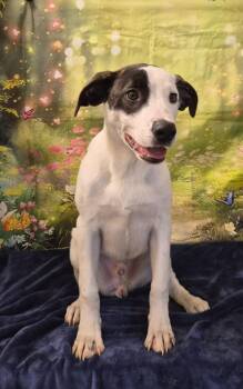 Rescue Mixed Breed Dogs for Adoption in Jackson, Tennessee - Neville | PetCurious