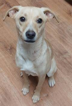 Whippet Dogs Available for Adoption in Boston, Massachusetts - Clarice | PetCurious