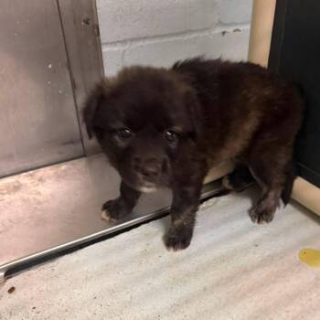 Fortuna -  Shepherd and Mixed Breed Dog for Adoption in Austin, Texas - Fortuna | PetCurious