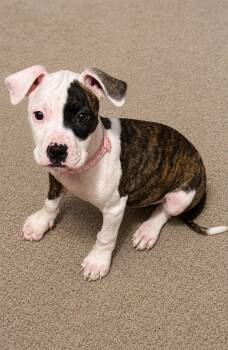 Zinnia -  Pit Bull Terrier Dog for Adoption in Belleville, Michigan - Zinnia | PetCurious