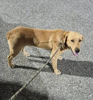 Pen 115c -  Labrador Retriever Dog for Adoption in Lawrenceville, Georgia - Pen 115c | PetCurious