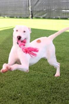 Mixed Breed Dogs Available for Adoption - Vada | PetCurious