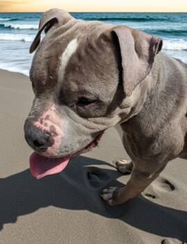 Pit Bull Terrier Dogs Available for Adoption in Buffalo, New York - Salvador | PetCurious