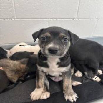 New Jersey -  Mixed Breed Dog for Adoption in Indianapolis, Indiana - New Jersey | PetCurious