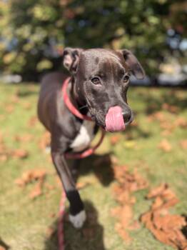 Sparks -  Labrador Retriever and Pit Bull Terrier Dog for Adoption in Carmel Hamlet, New York - Sparks | PetCurious