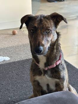 Mountain Cur Dogs Available for Adoption - Abby | PetCurious