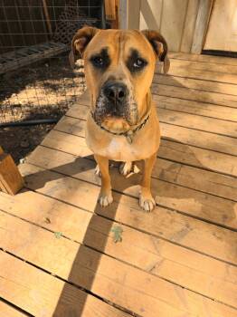 Chevy -  Mastiff Dog for Adoption in Sonora, California - Chevy | PetCurious