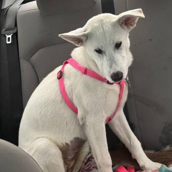 Mixed Breed Dogs Available for Adoption in Houston, Texas - Ivory | PetCurious