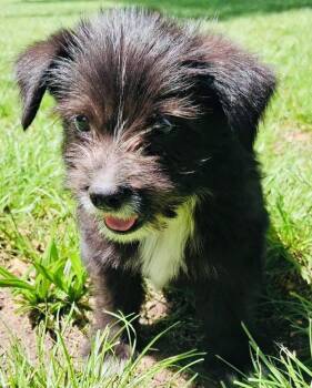 Bowz -  Yorkshire Terrier and Chihuahua Dog for Adoption in Monticello, Minnesota - Bowz | PetCurious