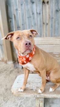 Mixed Breed Dogs Available for Adoption in Muskegon, Michigan - Isis-S | PetCurious