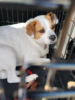 Bob -  Papillon Dog for Adoption in Middletown, Connecticut - Bob | PetCurious