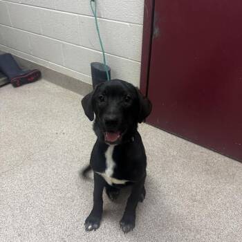 Rufus -  Mixed Breed Dog for Adoption in Ardmore, Oklahoma - Rufus | PetCurious
