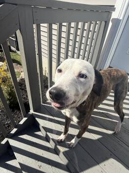 Pit Bull Terrier Dogs Available for Adoption in Brewster, New York - Tassel (Lucky 7 Litter) | PetCurious