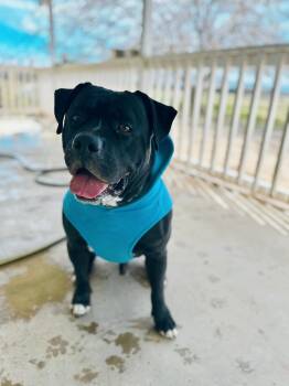 Seeker -  Boxer Dog for Adoption in Santa Monica, California - Seeker | PetCurious