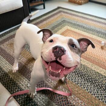 Kira -  American Staffordshire Terrier and Pit Bull Terrier Dog for Adoption in Warwick, Rhode Island - Kira | PetCurious
