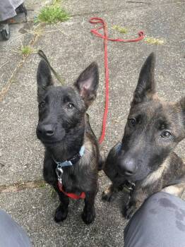 Dutch Shepherd Dogs Available for Adoption in Imlay City, Michigan - 2 Baby Dutchies-Noud- Located In CA | PetCurious