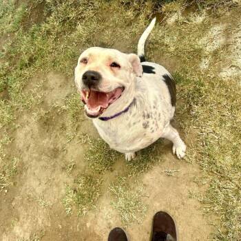 Georgie -  Labrador Retriever and American Bulldog Dog for Adoption in Fresno, California - Georgie | PetCurious