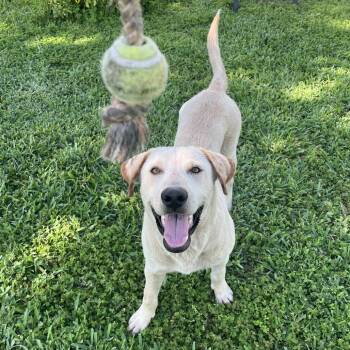 Happy -  Labrador Retriever and Mixed Breed Dog for Adoption in Corpus Christi, Texas - Happy | PetCurious