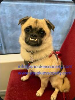 Teddy -  Pug and Chihuahua Dog for Adoption in Toronto, Ontario - Teddy | PetCurious