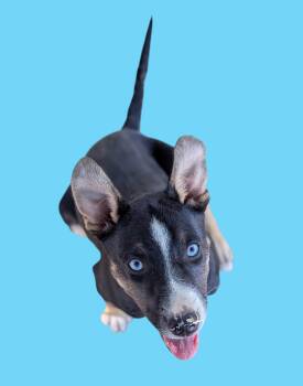 Jack -  Shepherd and Australian Shepherd Dog for Adoption in Kingsburg, California - Jack | PetCurious