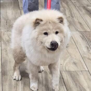 Fozzie -  Chow Chow and Mixed Breed Dog for Adoption in Newark, New Jersey - Fozzie | PetCurious