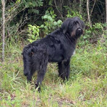 Shadow -  Mixed Breed Dog for Adoption in Gadsden, Alabama - Shadow | PetCurious