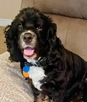 Jay -  Cocker Spaniel Dog for Adoption in Austin, Texas - Jay | PetCurious