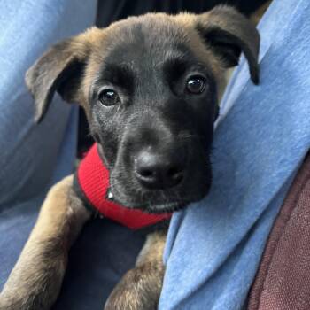 Rescue Australian Shepherd and Shepherd Dogs for Adoption in Minnetonka, Minnesota - Sarah D66867 | PetCurious