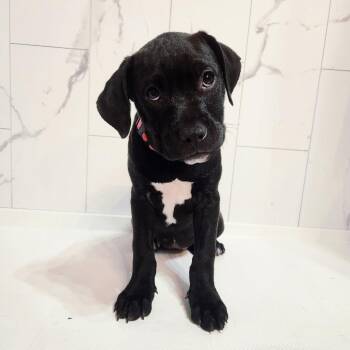 Mixed Breed Dogs Available for Adoption in Quincy, Florida - Vixen | PetCurious
