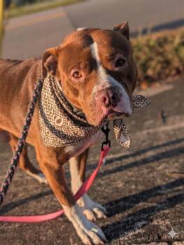 Mixed Breed Dogs Available for Adoption in Jacksonville, Florida - REMY | PetCurious