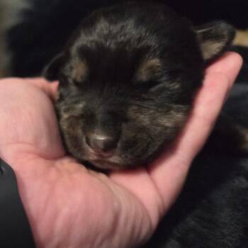 Shepherd Dogs Available for Adoption in North Battleford, Saskatchewan - Jaxson | PetCurious