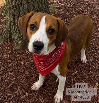 Foxhound and American Bulldog Dogs Available for Adoption - Leaf | PetCurious